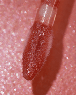 BT Jelly Gloss Sabrina